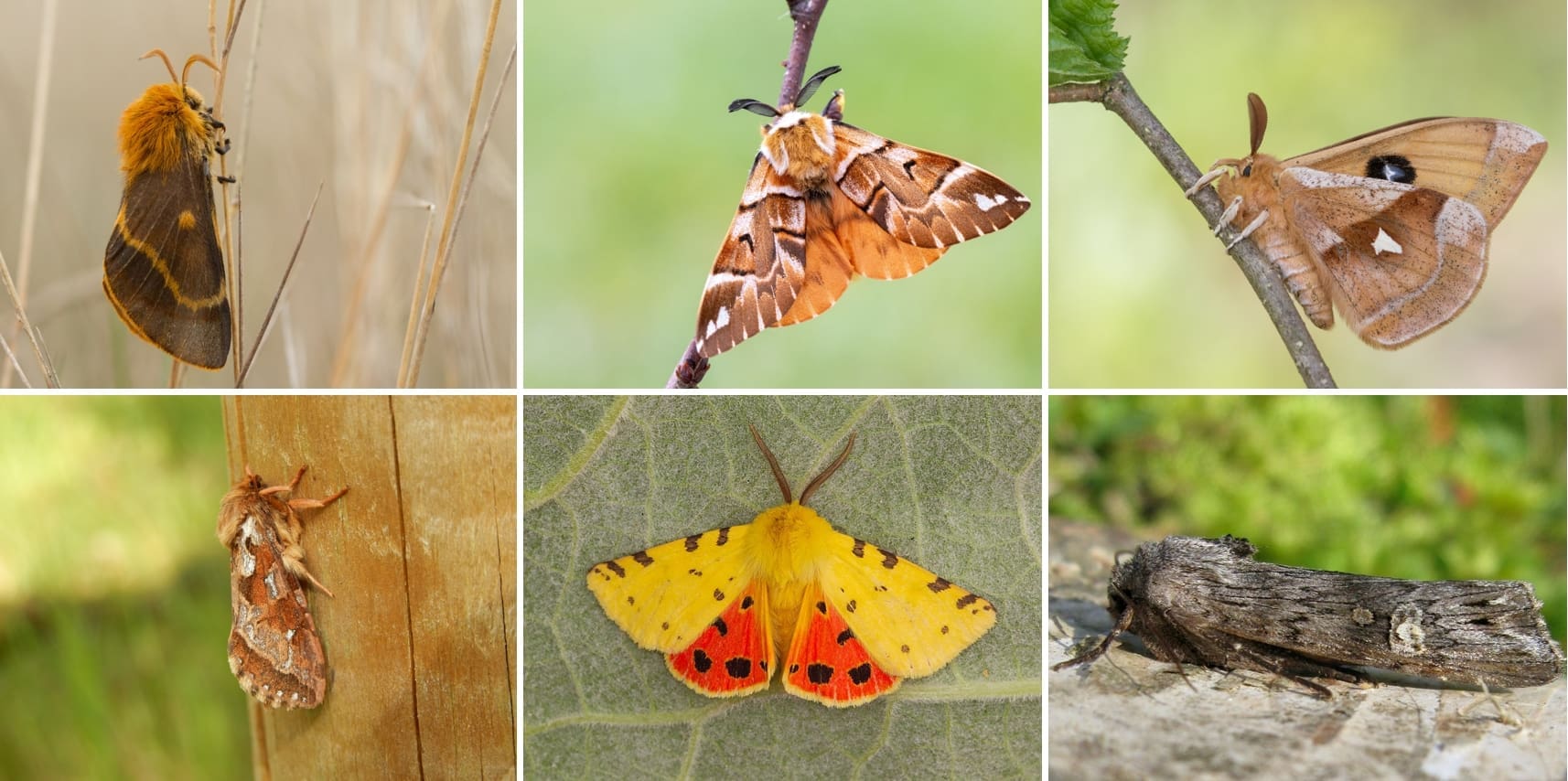 Marian Schut, Geert de Vries, Jurriën van Deijk en Kars Veling